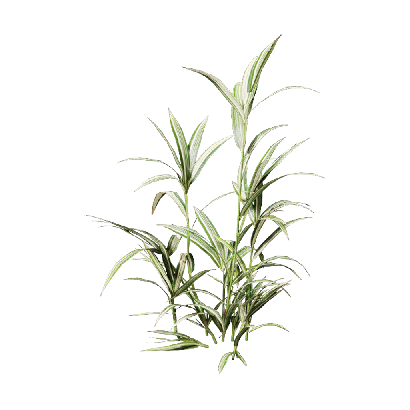 Shrub Pleioblastus fortunei 05