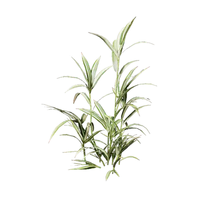 Pleioblastus fortunei 05