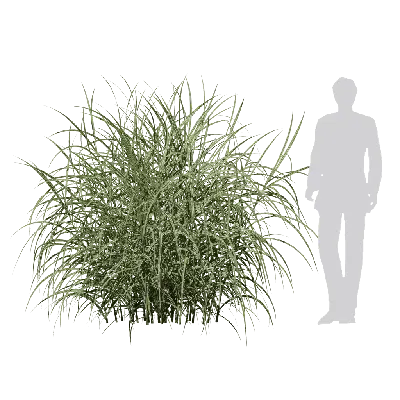 Miscanthus sinensis Variegatus 05