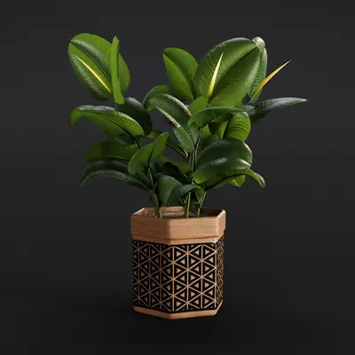 Geometric Patterned Planter With Rubber Plant 3d model