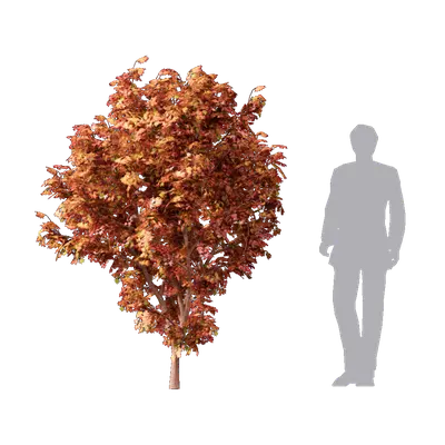 Acer palmatum sango kaku 02