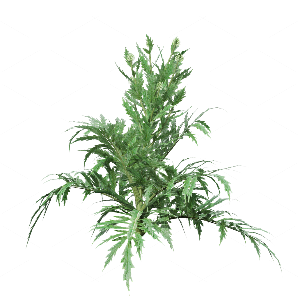 Crops 3D Models