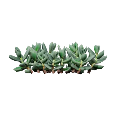 Astridia velutina 02