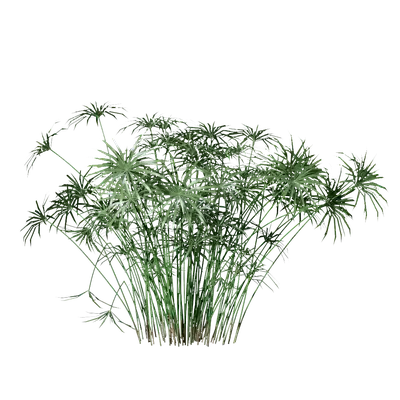 Cyperus alternifolius 03
