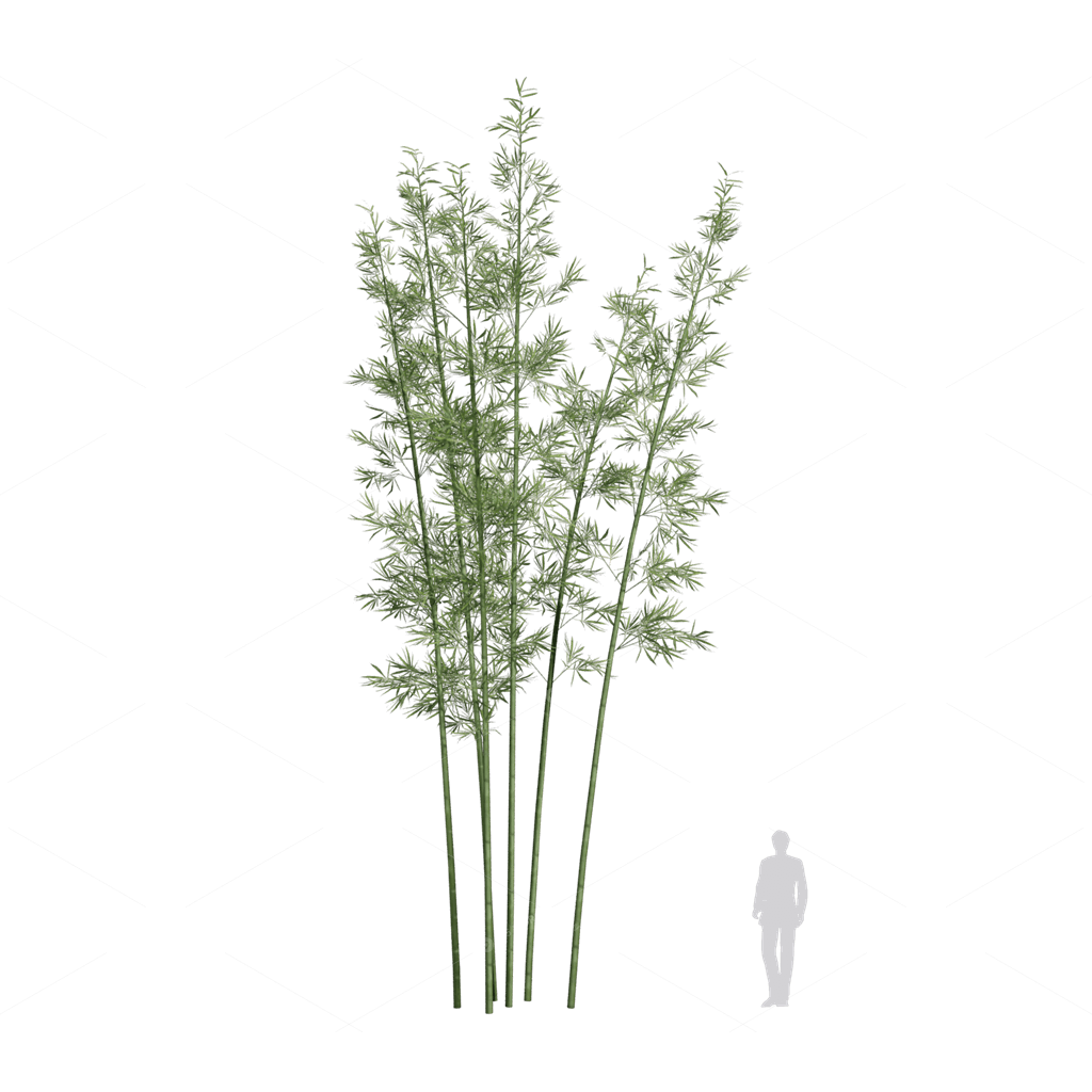 Other Botanicals 3D Models