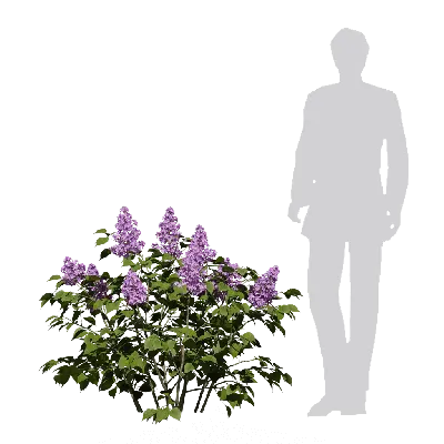 Syringa vulgaris 02 3d model