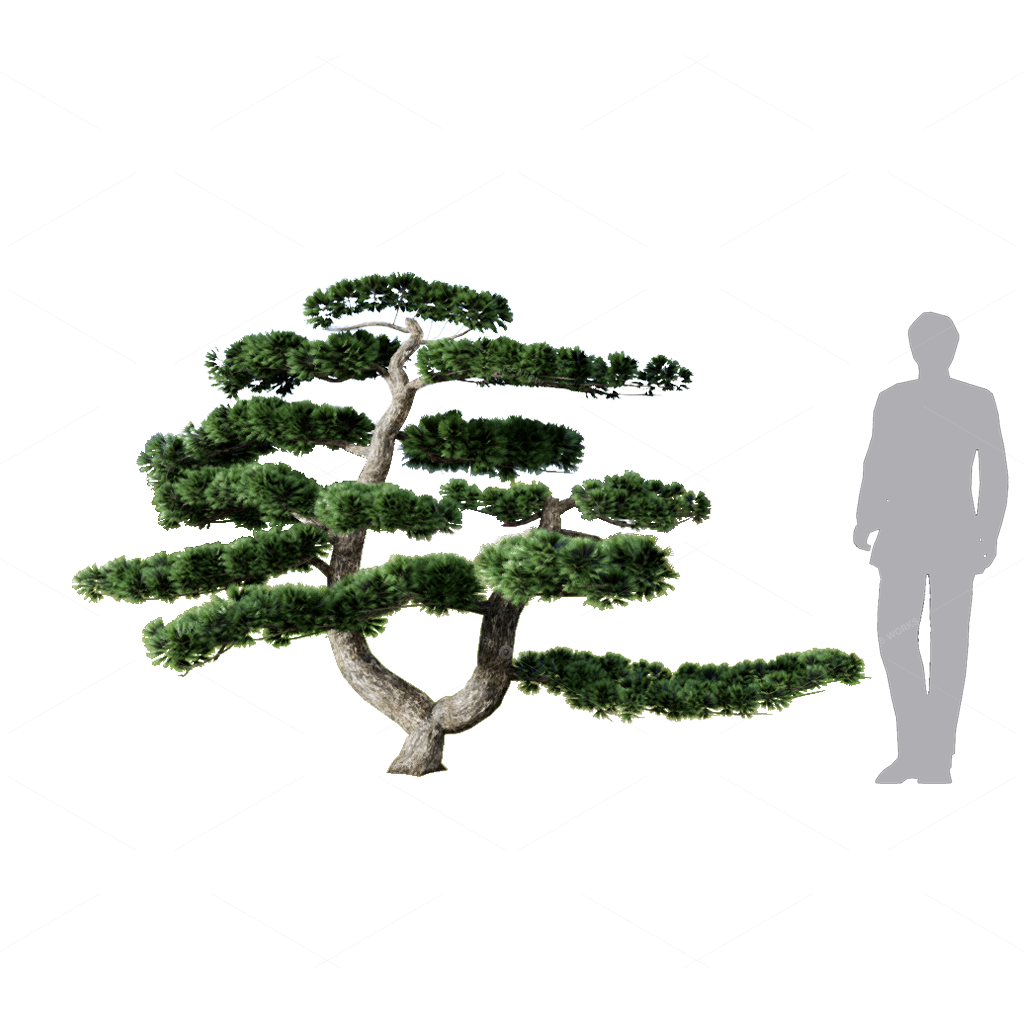 Trees 3D Models
