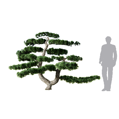 Coniferous Tree Podocarpus macrophyllus 01