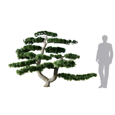 Podocarpus macrophyllus 01