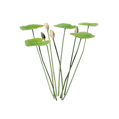 Nymphaea Yellow 06 3d model