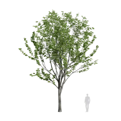 Zelkova serrata 08 3d model