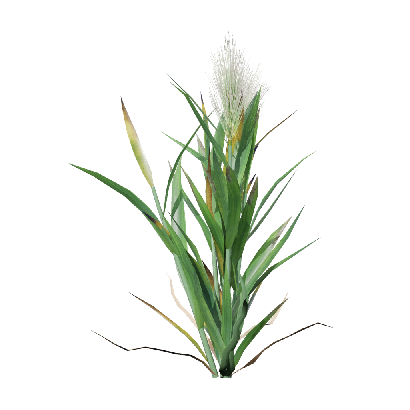 Crops Hordeum 03