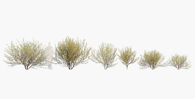 Modern Shrub