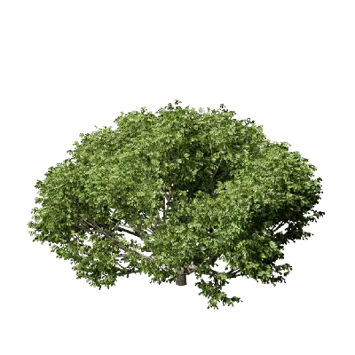 Aglaia odorata Lour 03