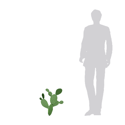 Xerophytes Cactus 04