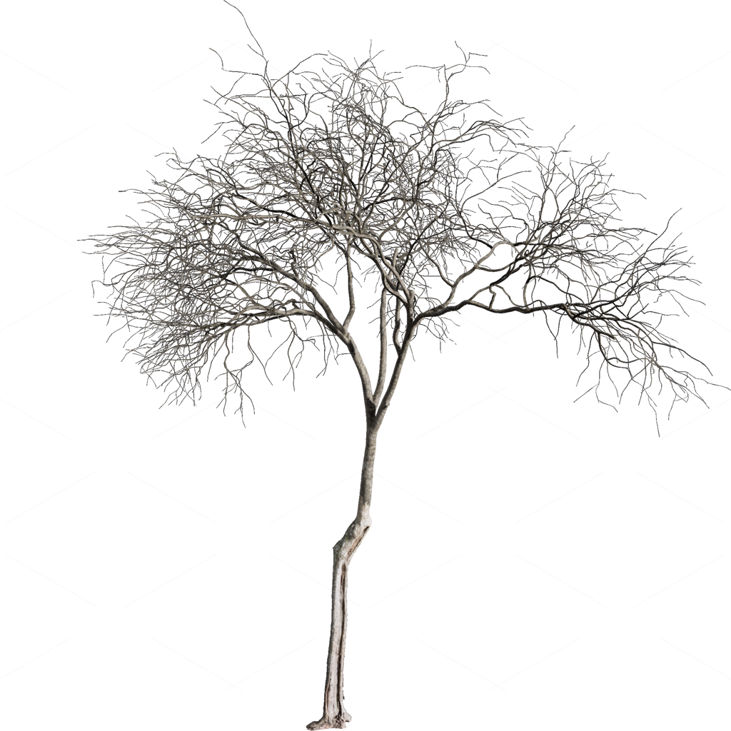 Other Botanicals 3D Models