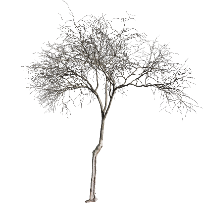Other Plants Dead tree 01