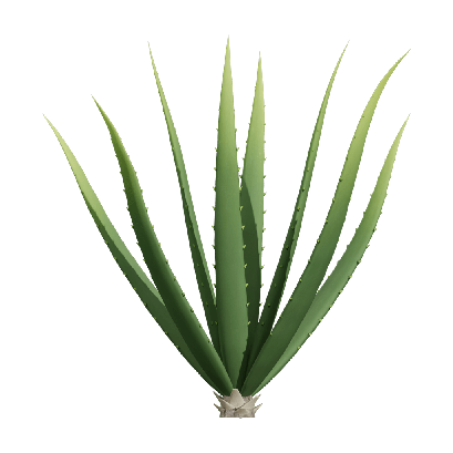 Xerophytes Aloe Vera 01