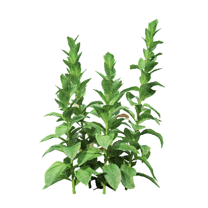 Crops Nicotiana tabacum 08