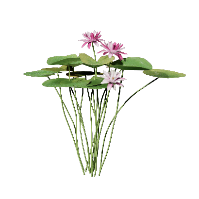 Aquatic Plants Nymphaea tetragona 06