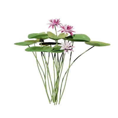 Nymphaea tetragona 06