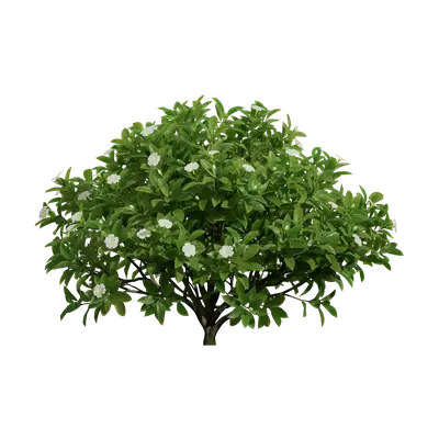 Fagraea ceilanica 08