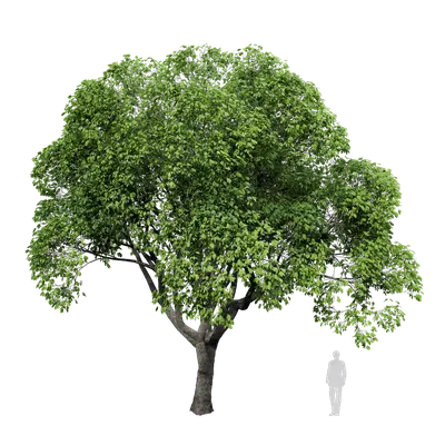 Cinnamomum camphora 02 3d model