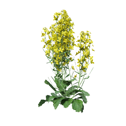 Crops Brassica napus 08