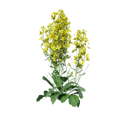 Brassica napus 08