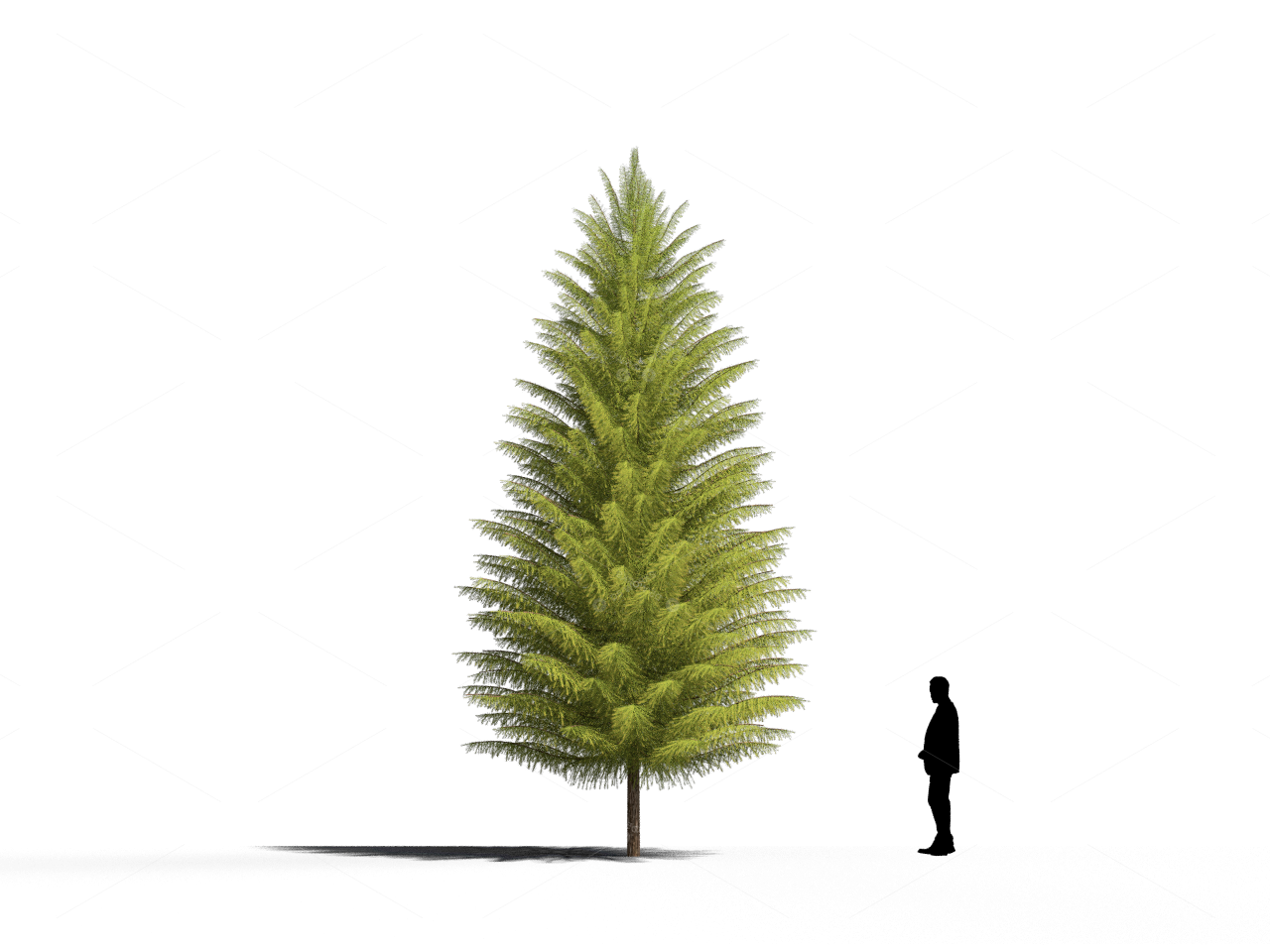 Trees 3D Models