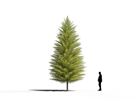 Organic Modern Coniferous Tree