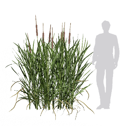 Grass Typha latifolia 03