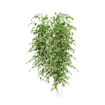 Abutilon megapotamicum 05