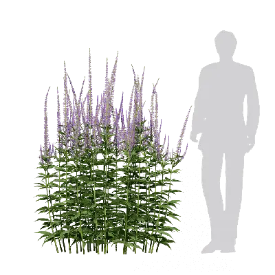Veronicastrum virginicum 05