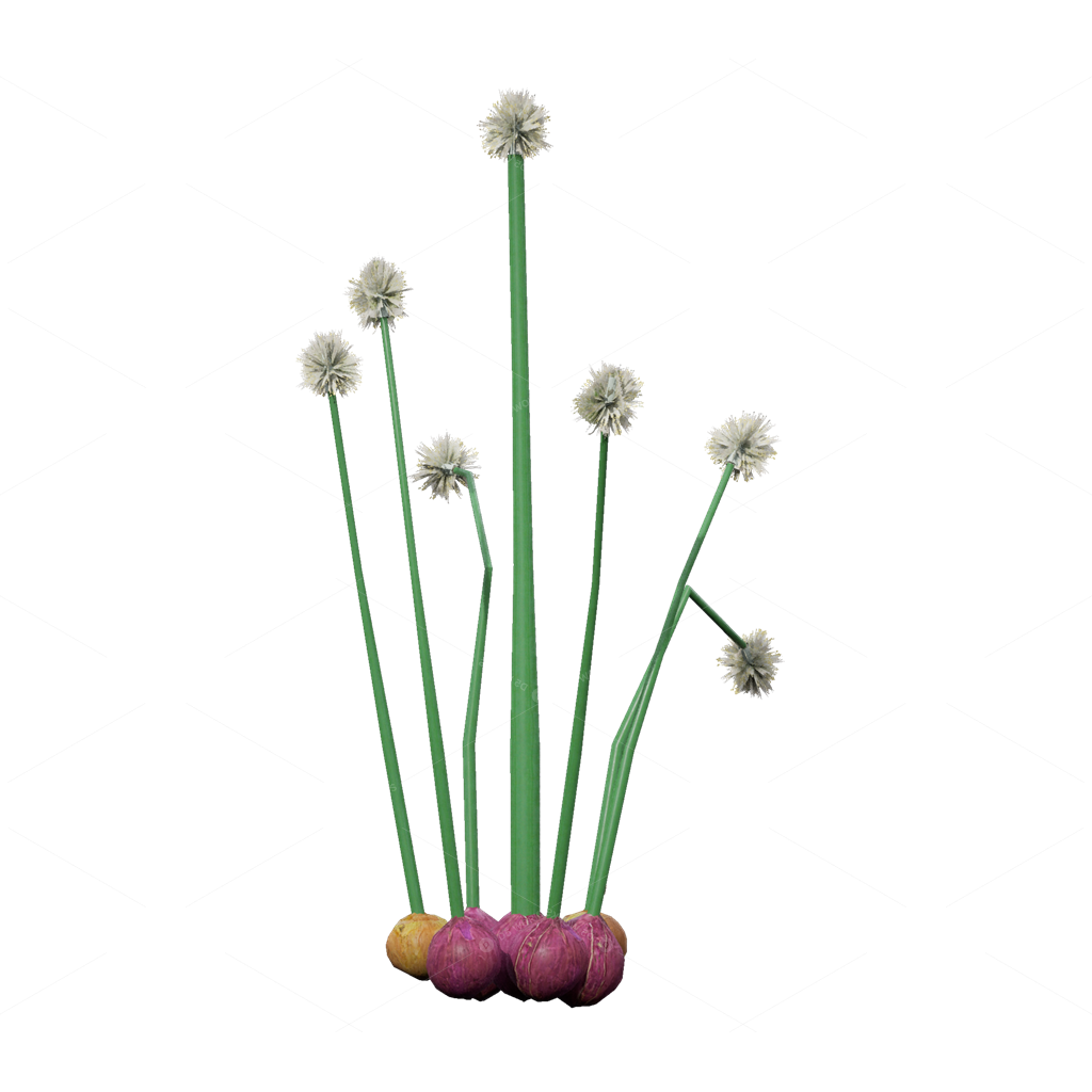 Crops 3D Models