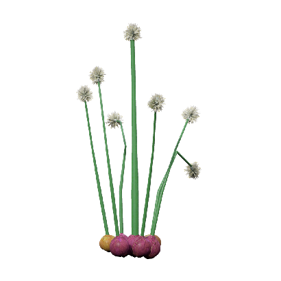 Crops Allium cepa 05