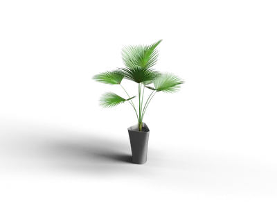 Organic Modern Potted Plant