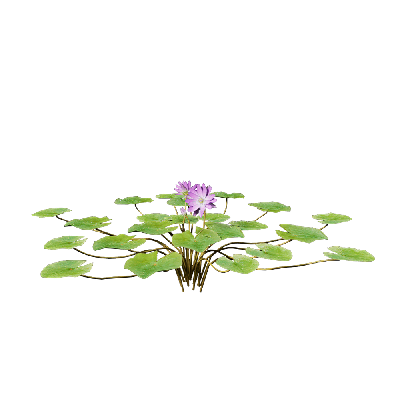 Aquatic Plants Nymphaea Purple 02