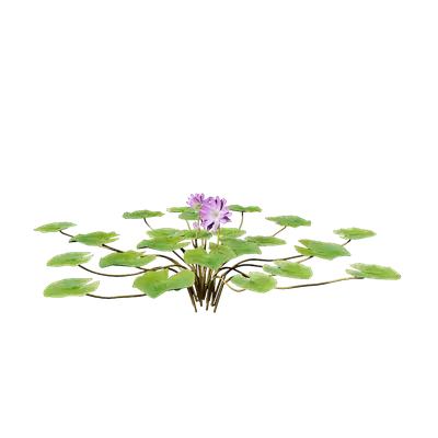 Nymphaea Purple 02