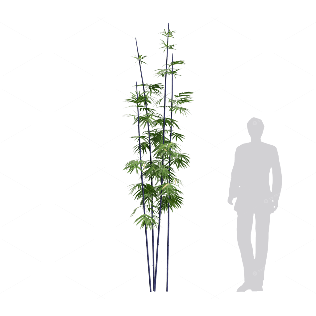 Other Botanicals 3D Models