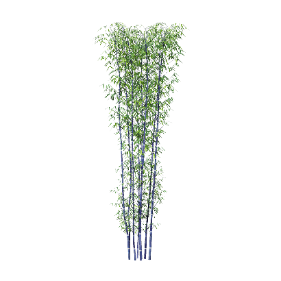 Bamboo Phyllostachys nigra 01
