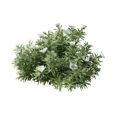 Convolvulus cneorum 02