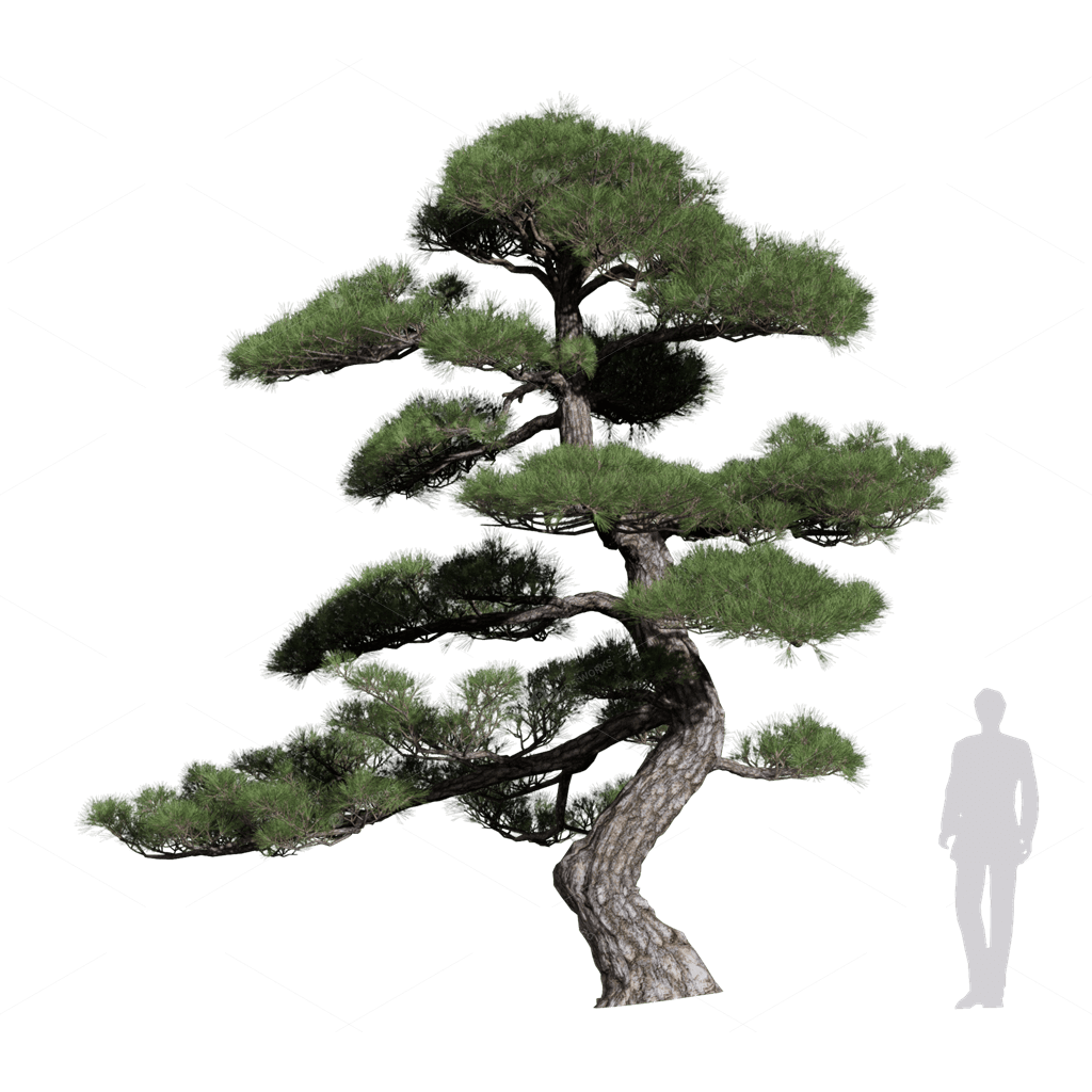 Trees 3D Models