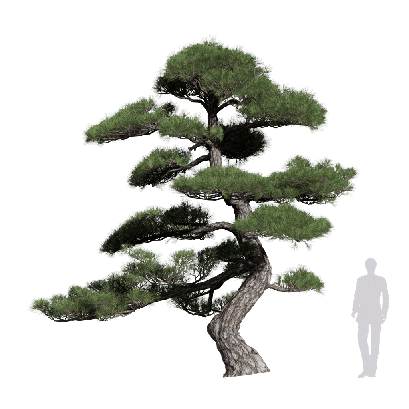 Coniferous Tree Pinus thunbergii 20