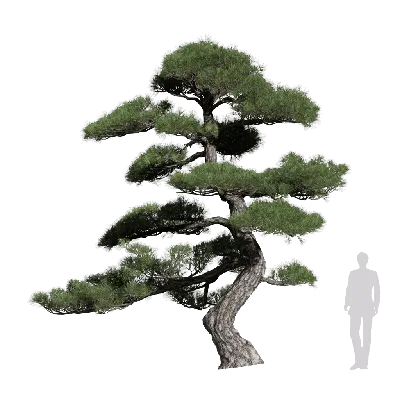 Pinus thunbergii 20 3d model
