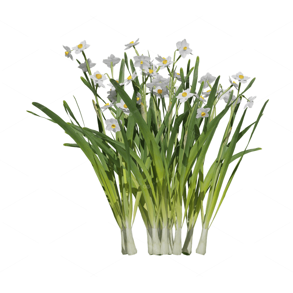 Flowers 3D Models