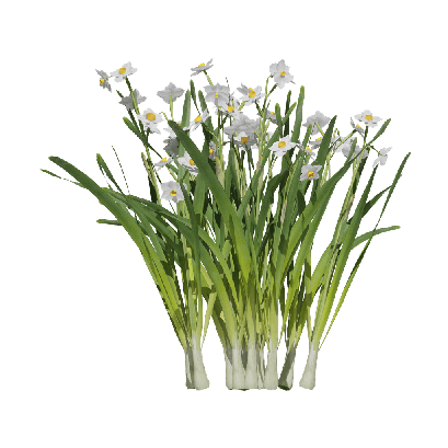 Grass Narcissus tazetta subsp 02