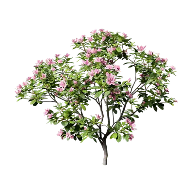 Rhododendron hybridum 01 3d model