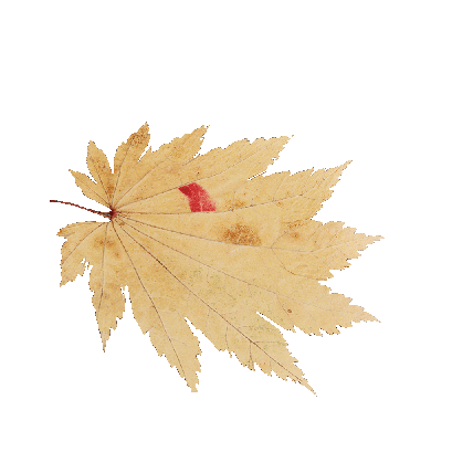 Other Plants Maple Leaf 36 