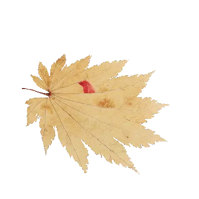 Maple Leaf 36